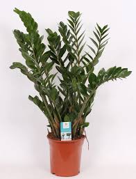 Image result for zamiokulkas