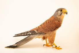 Attēlu rezultāti vaicājumam “Falco tinnunculus”