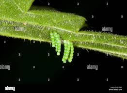 Attēlu rezultāti vaicājumam “Araschnia levana underside”