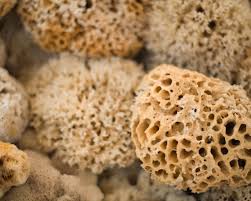 Attēlu rezultāti vaicājumam “Spongia”