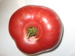 Afbeeldingsresultaat voor stump of the world tomato