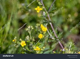 Attēlu rezultāti vaicājumam “Potentilla supina leaf”