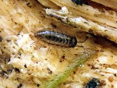 Attēlu rezultāti vaicājumam “Ligidium hypnorum”