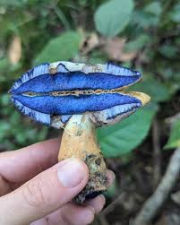 Attēlu rezultāti vaicājumam “Gyroporus cyanescens”