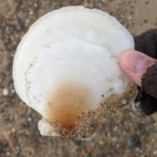 Image result for Placopecten magellanicus