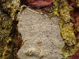 Attēlu rezultāti vaicājumam “Lecanactis abietina”