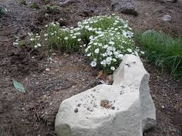 Attēlu rezultāti vaicājumam “Anthyllis arenaria flower”