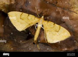 Attēlu rezultāti vaicājumam “Eulithis sp.”