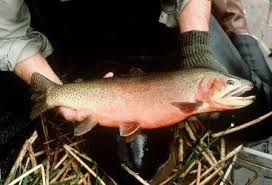 Image result for Oncorhynchus clarkii
