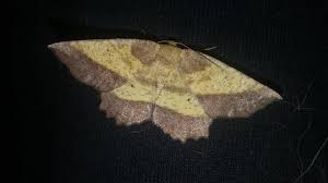 Attēlu rezultāti vaicājumam “Eulithis sp.”