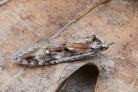 Attēlu rezultāti vaicājumam “Semioscopis avellanella imago”