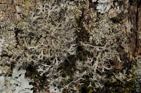 Attēlu rezultāti vaicājumam “Anaptychia ciliaris”