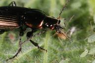 Attēlu rezultāti vaicājumam “Poecilus cupreus”