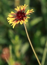 Image result for Gaillardia