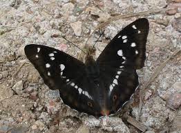 Attēlu rezultāti vaicājumam “Apatura iris male”