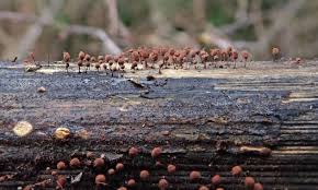 Attēlu rezultāti vaicājumam “Comatricha nigra spores”