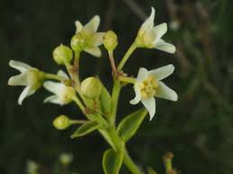 Attēlu rezultāti vaicājumam “Vincetoxicum hirundinaria fruit”