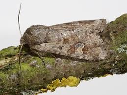 Attēlu rezultāti vaicājumam “Apamea sordens”