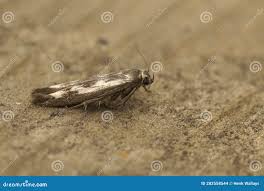 Attēlu rezultāti vaicājumam “Scythris limbella”