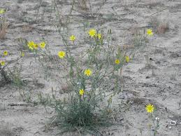 Attēlu rezultāti vaicājumam “Tragopogon heterospermus”