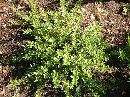 Attēlu rezultāti vaicājumam “Exobasidium uvae-ursi”