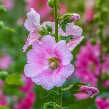 Attēlu rezultāti vaicājumam “Alcea rosea flower”