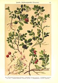 Attēlu rezultāti vaicājumam “Oxycoccus microcarpus leaf”