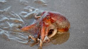 Image result for Octopushy (Croydon Area)