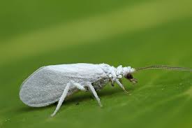 Attēlu rezultāti vaicājumam “Coniopterygidae”