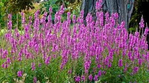 Image result for Blutweiderich