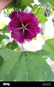 Image result for Malva sylvestris var. mauritiana