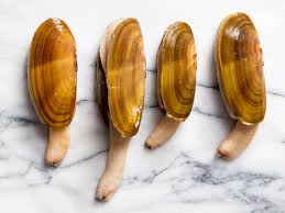 Image result for Clams