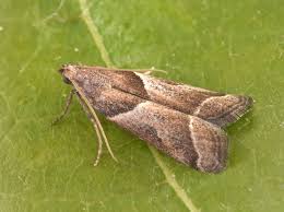 Attēlu rezultāti vaicājumam “Nyctegretis lineana”