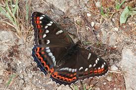 Attēlu rezultāti vaicājumam “Limenitis populi upperside”