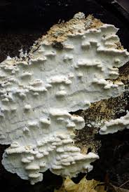 Attēlu rezultāti vaicājumam “Antrodia macra”