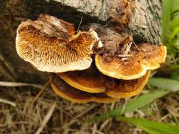 Attēlu rezultāti vaicājumam “Gloeophyllum abietinum”