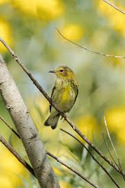 Image result for Dendroica tigrina