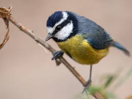 Attēlu rezultāti vaicājumam “Cyanistes caeruleus adult”