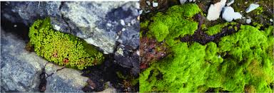 Attēlu rezultāti vaicājumam “Pohlia cruda sporophyte”