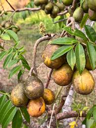 Attēlu rezultāti vaicājumam “Juncus capitatus fruit”