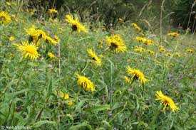 Attēlu rezultāti vaicājumam “Inula salicina bud”