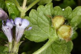 Attēlu rezultāti vaicājumam “Liposthenes glechomae”