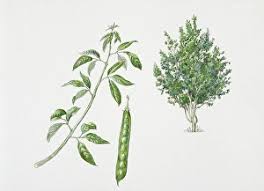 Attēlu rezultāti vaicājumam “Leguminosae”