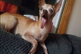Image result for ugliest dog