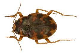 Attēlu rezultāti vaicājumam “Omophron limbatum”