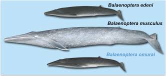 Image result for Balaenoptera omurai