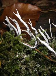 Attēlu rezultāti vaicājumam “Xylaria”