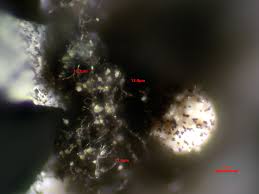 Attēlu rezultāti vaicājumam “Physarum murinum stalked”