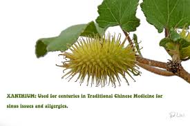 Attēlu rezultāti vaicājumam “Physarum xanthinum”