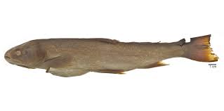 Image result for Salvelinus faroensis